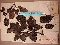 Pyrus ussuriensis image