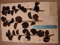 Pyrus ussuriensis image