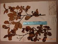 Pourthiaea villosa image