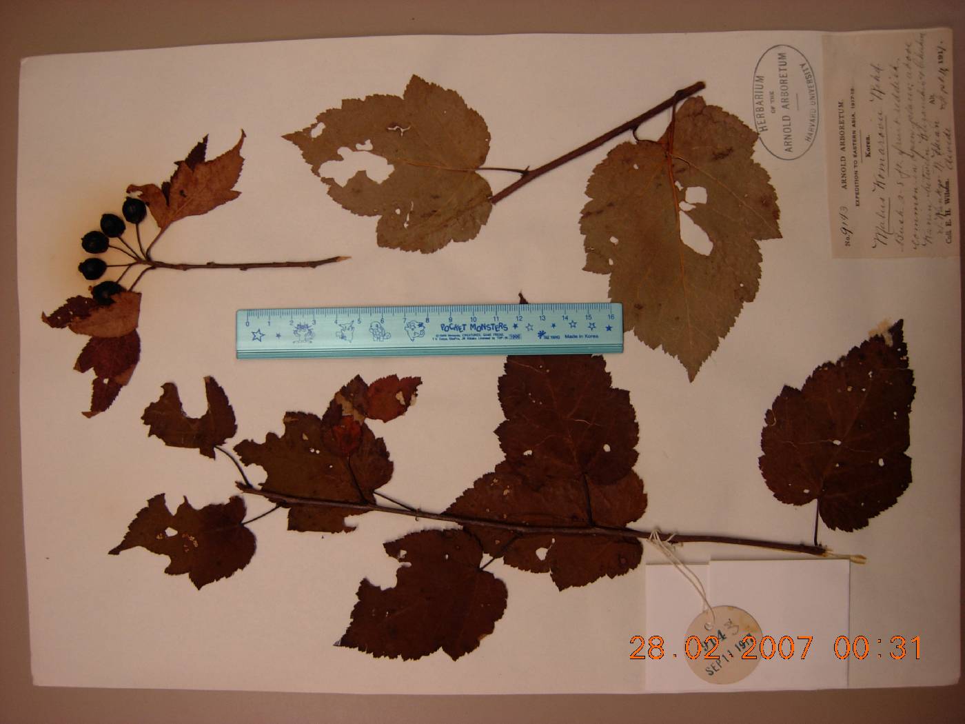 Malus komarovii image