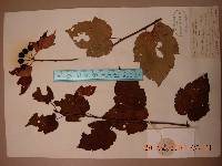 Malus komarovii image