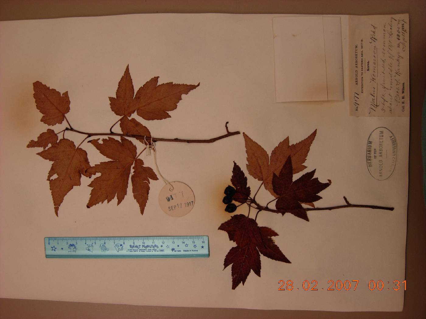 Malus komarovii image