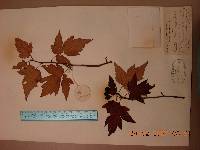 Malus komarovii image