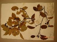 Amelanchier asiatica image