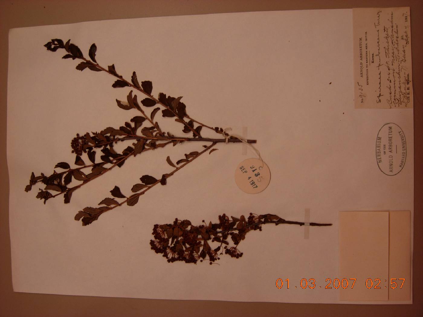 Spiraea turczaninowii image