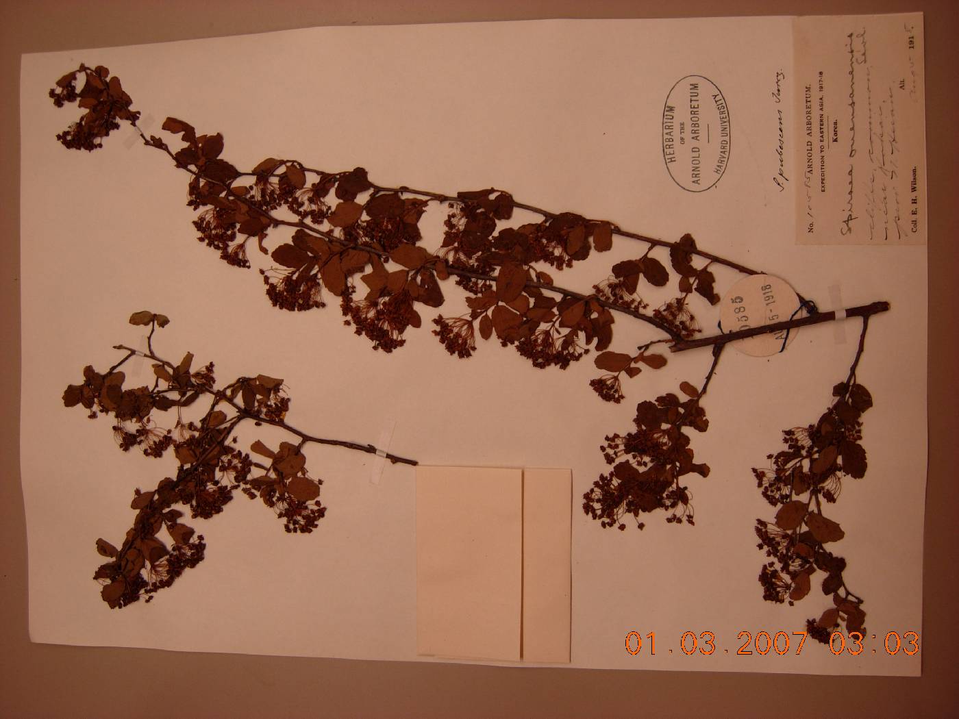 Spiraea turczaninowii image