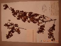 Spiraea turczaninowii image