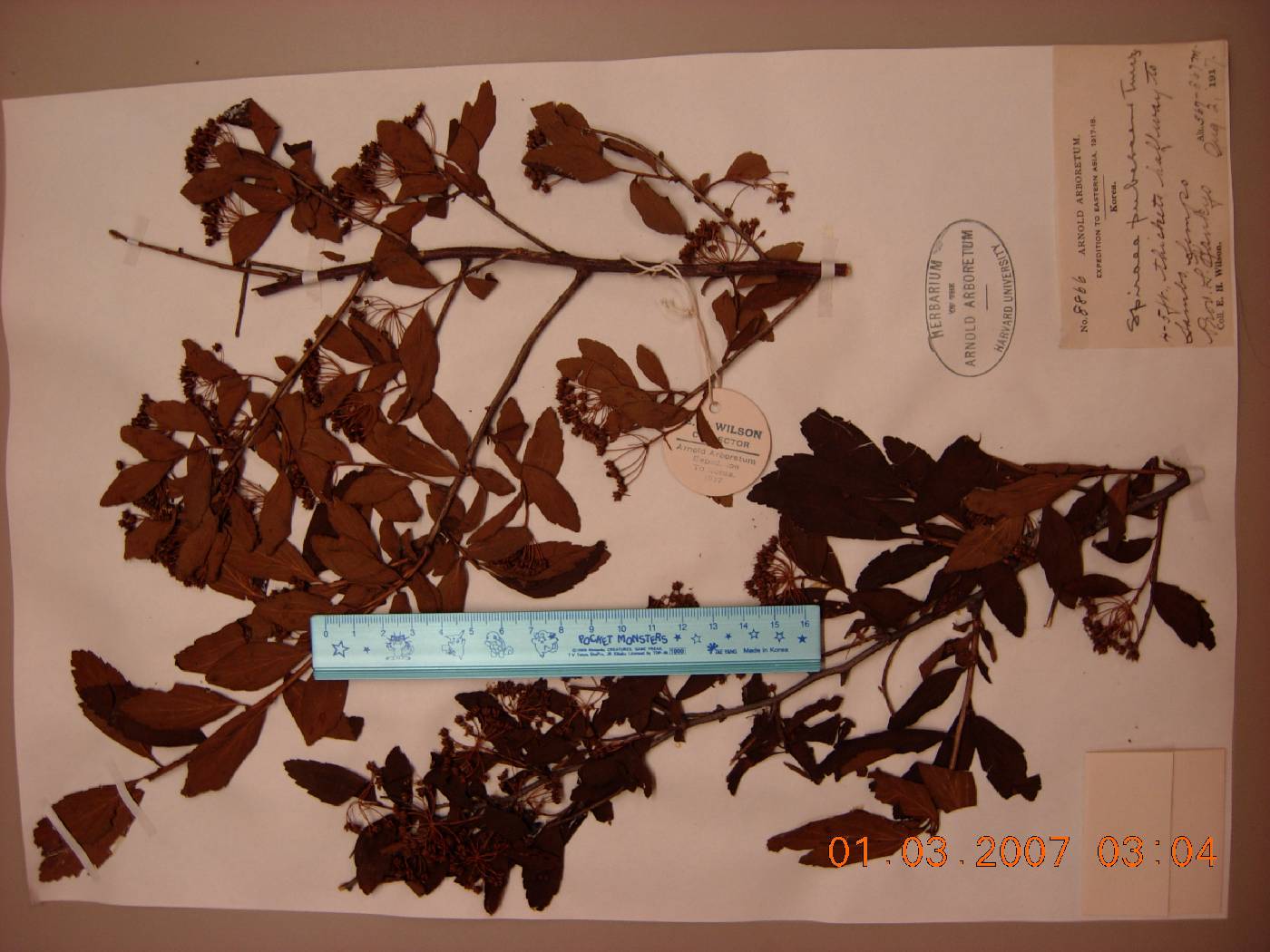 Spiraea turczaninowii image