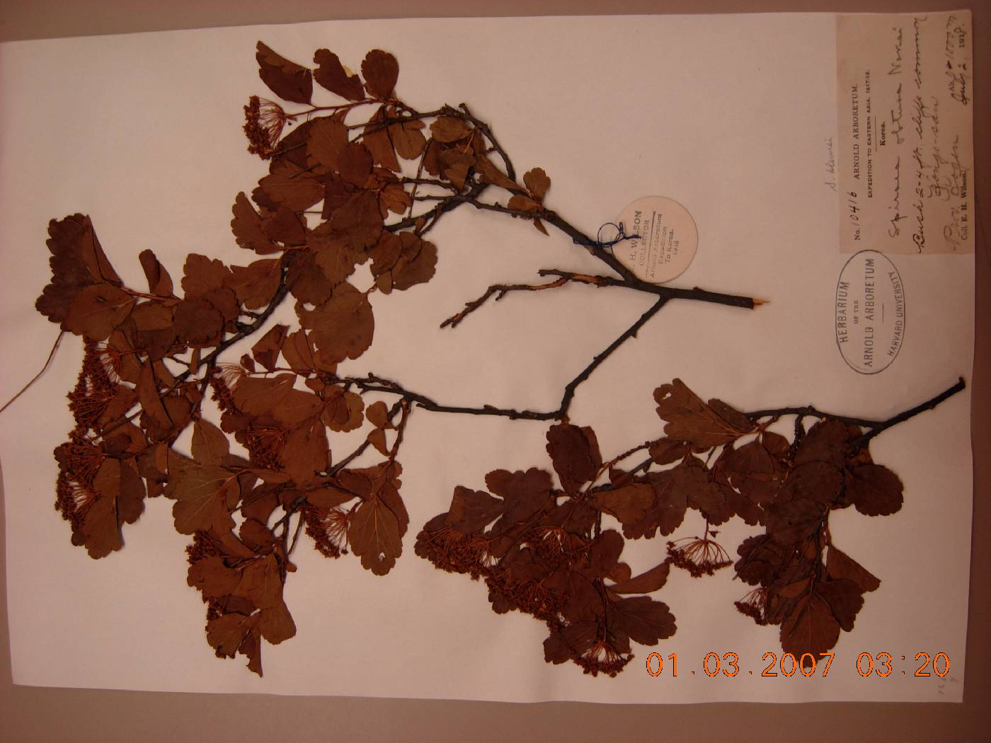 Spiraea blumei image