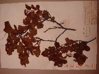 Spiraea blumei image