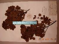 Spiraea blumei image