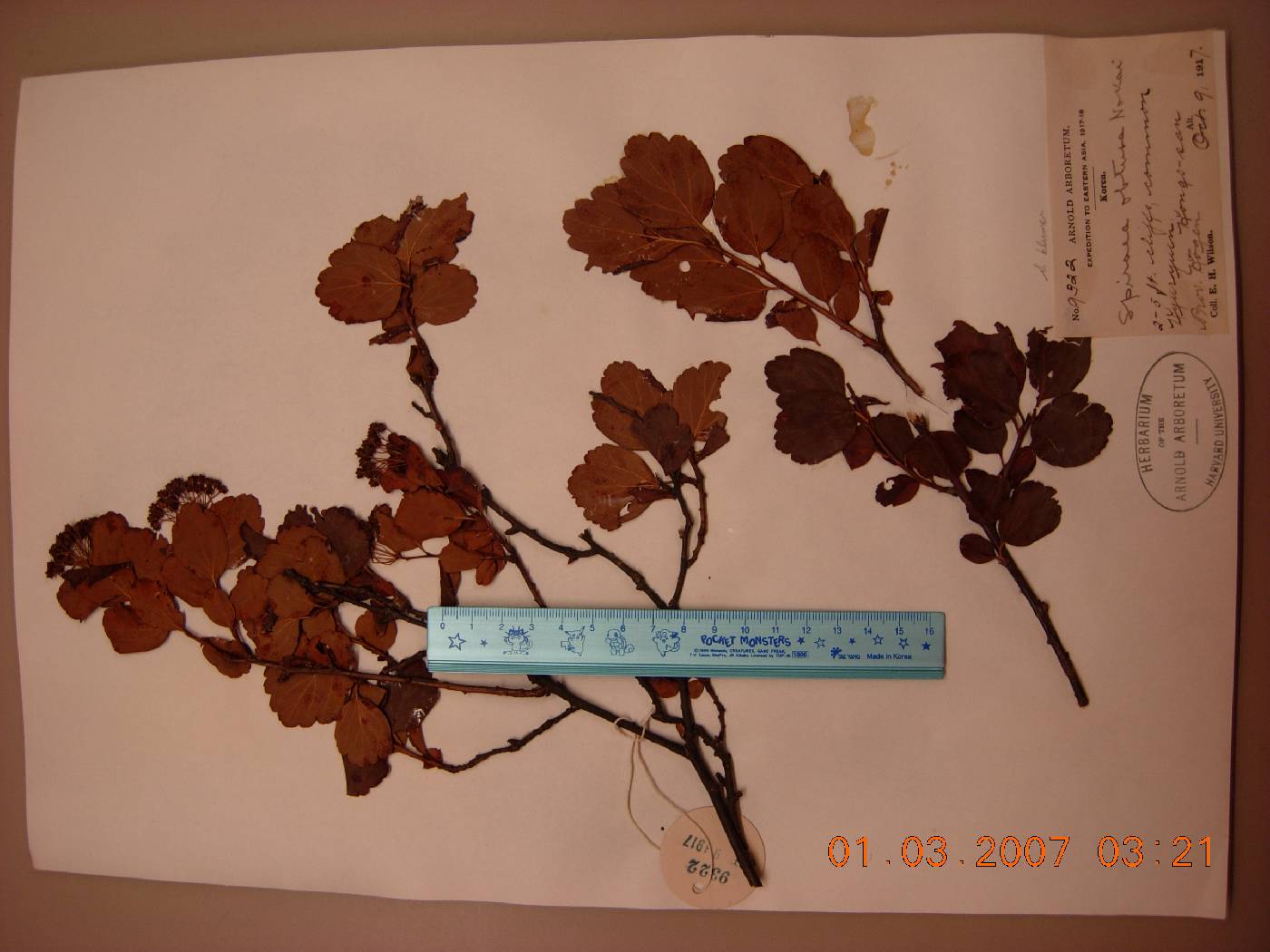 Spiraea blumei image