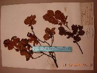 Spiraea blumei image