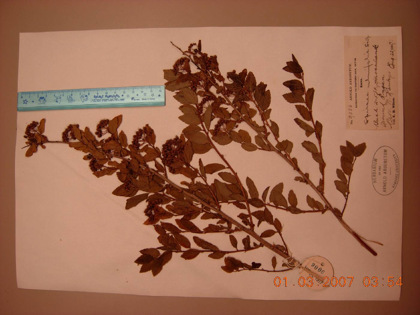 Spiraea chamaedryfolia image