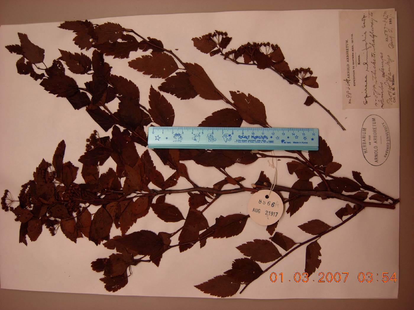 Spiraea turczaninowii image