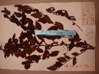 Spiraea turczaninowii image