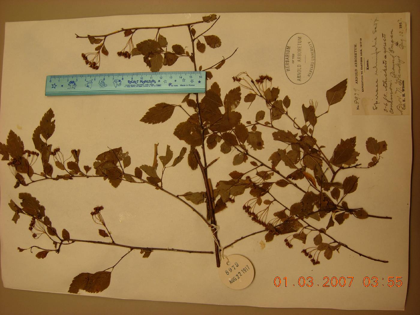 Spiraea chamaedryfolia image