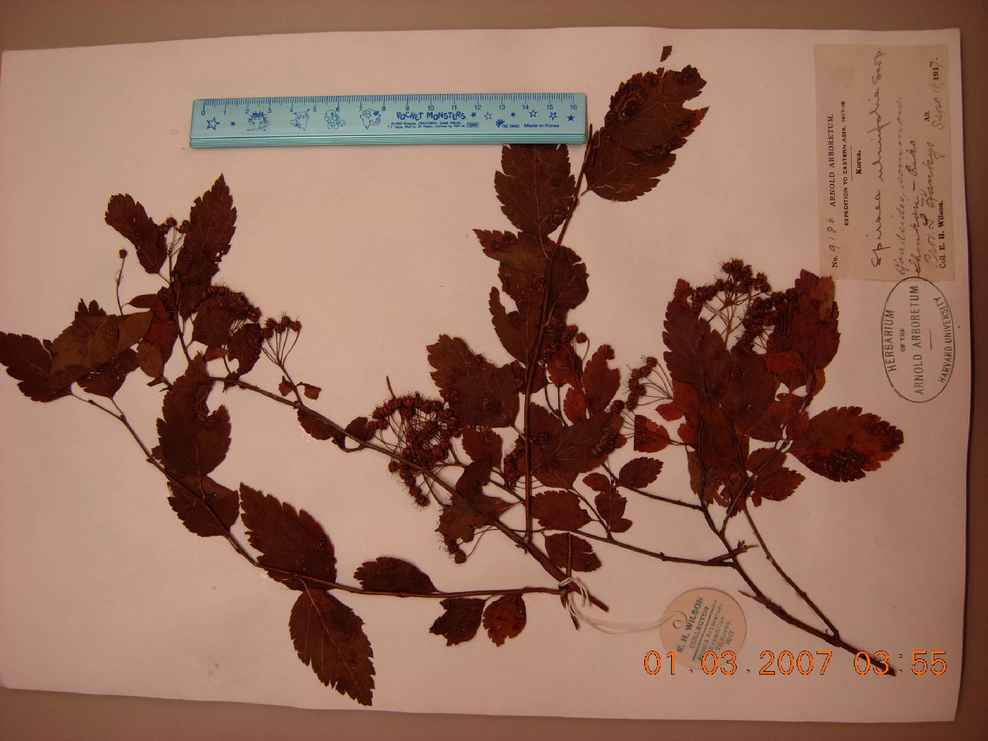 Spiraea chamaedryfolia image