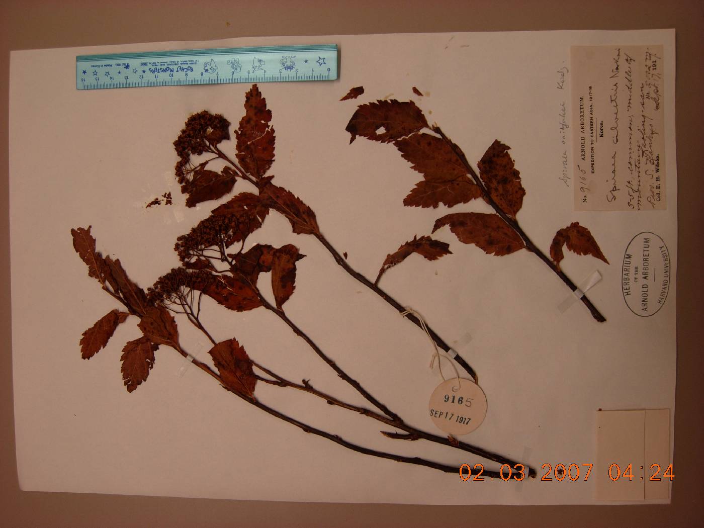 Spiraea miyabei image