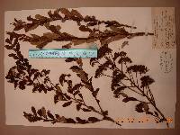 Spiraea trichocarpa image