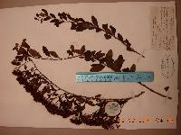 Spiraea trichocarpa image