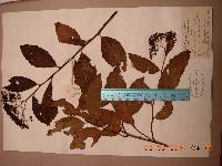 Spiraea fritschiana image