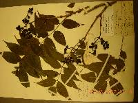 Phellodendron amurense image