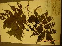 Phellodendron amurense image