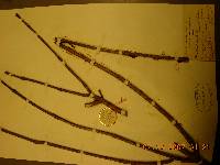 Phellodendron amurense image