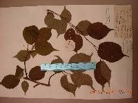 Prunus serrulata image