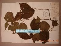 Prunus serrulata f. spontanea image