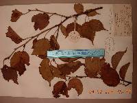 Prunus serrulata f. spontanea image