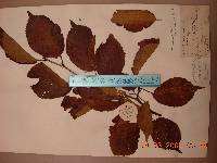 Prunus serrulata f. spontanea image