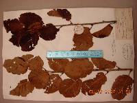 Prunus serrulata f. spontanea image