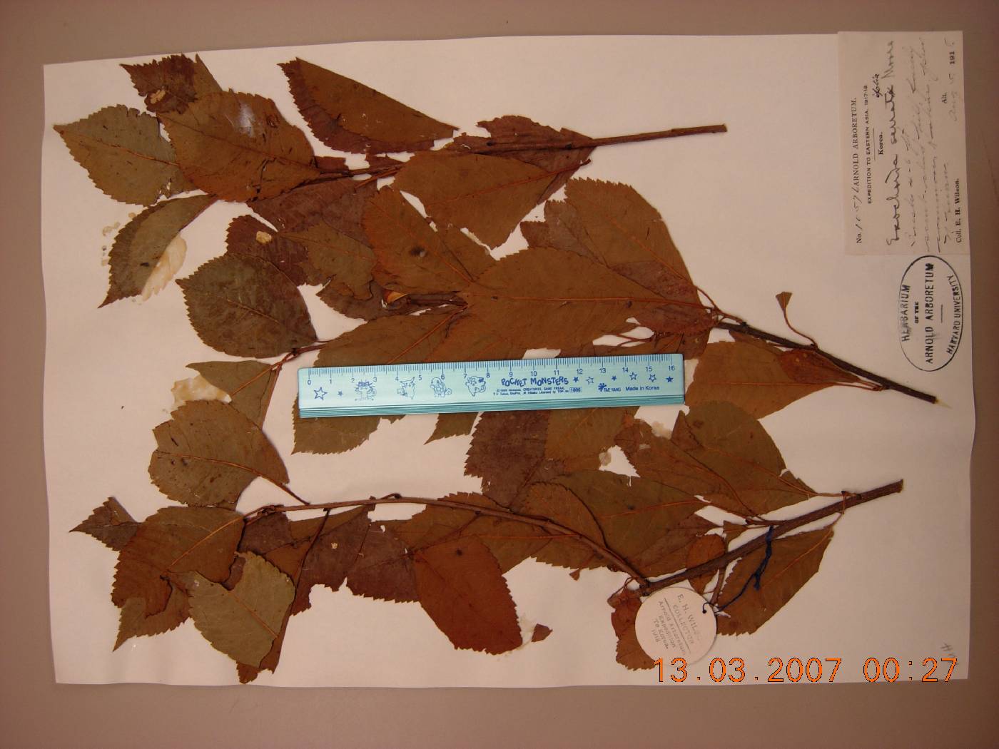 Exochorda racemosa subsp. serratifolia image