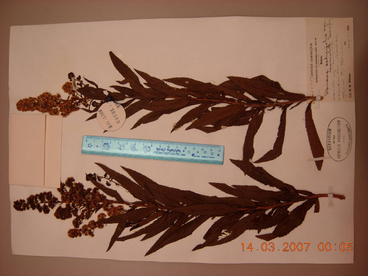 Spiraea salicifolia image