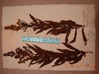 Spiraea salicifolia image