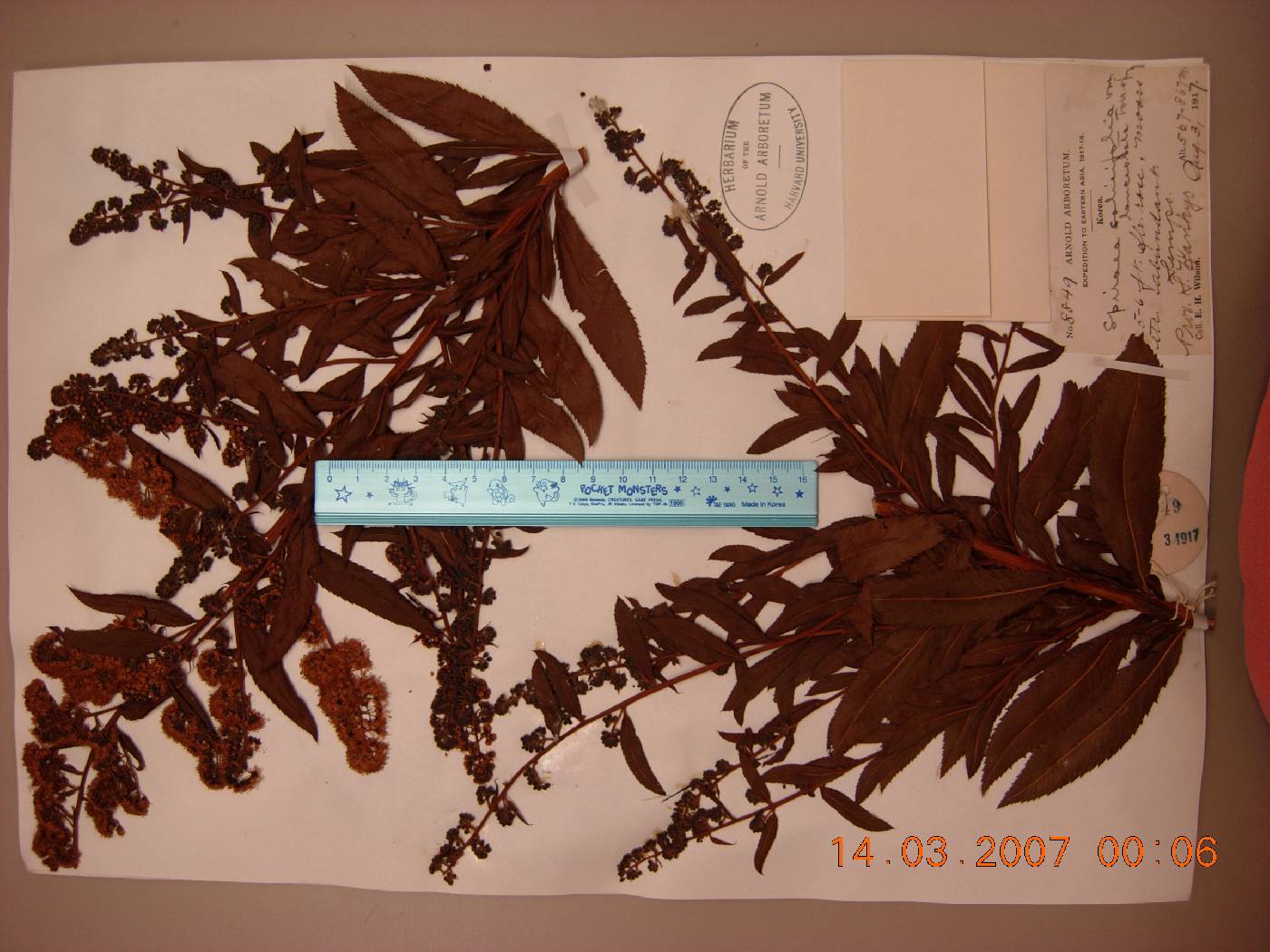 Spiraea salicifolia image