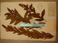 Spiraea salicifolia image