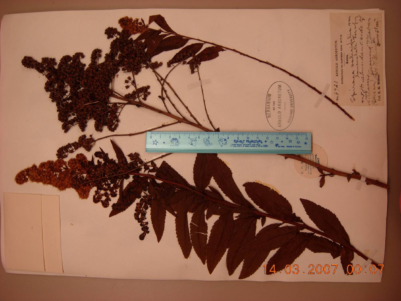 Spiraea salicifolia image