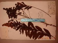 Spiraea salicifolia image