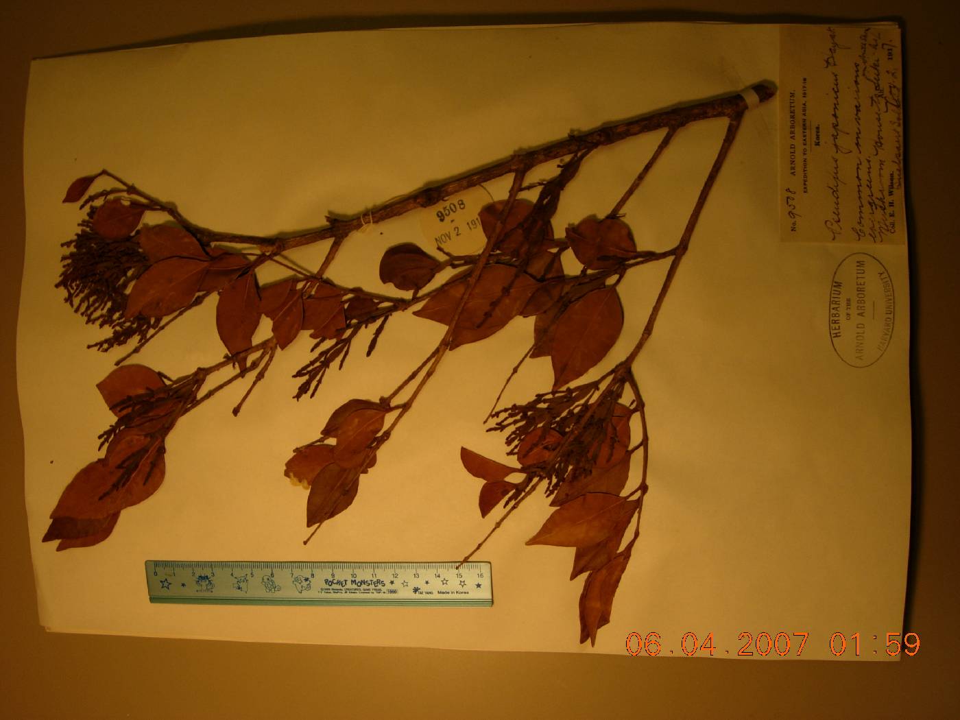Korthalsella japonica image