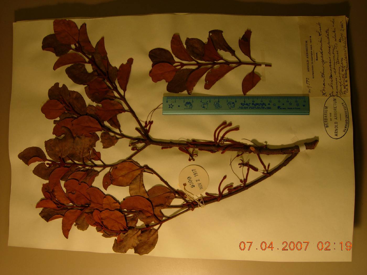 Loranthaceae image