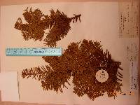 Taxus cuspidata image