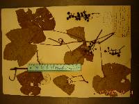 Vitis amurensis image