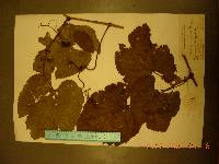 Vitis amurensis image