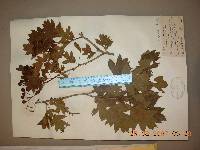 Crataegus pinnatifida image
