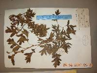 Crataegus pinnatifida image