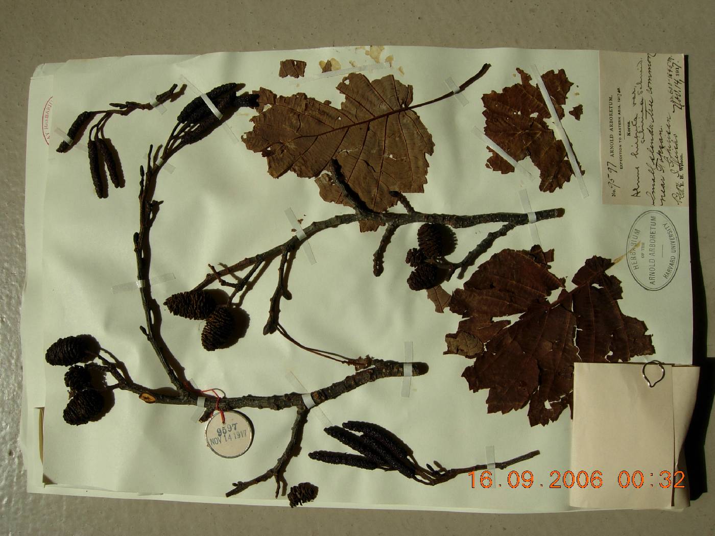 Alnus incana subsp. tchangbokii image