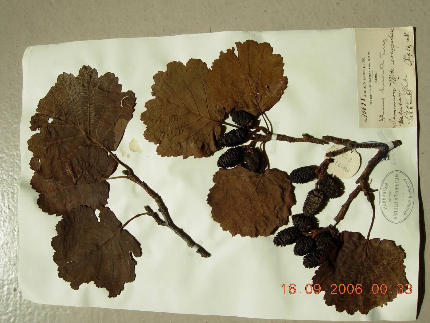 Alnus incana subsp. tchangbokii image